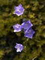 Campanula persicifolia Grandiflora Dzwonek brzoskwiniolistny